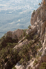 Landscape of coniferous trees sprouting through the rocks high above sea level
