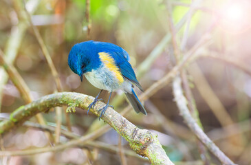 Red-flanked Bluetail, Orange-flanked Bush Robin, Bluestart
