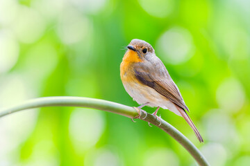 Female of Muscicapa ferruginea (Ferruginous Flycatcher)
