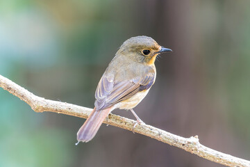 Female of Muscicapa ferruginea (Ferruginous Flycatcher)