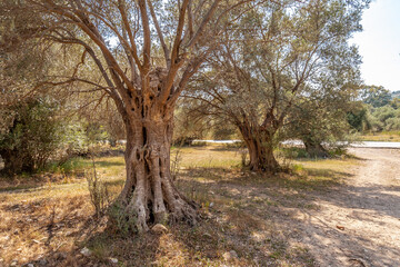 Old olive tree in a grove