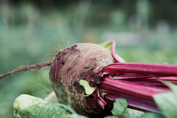 Backdound with defocused beetroot in blurred garden. Close up