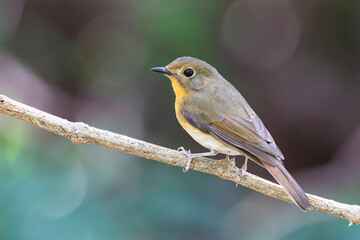 Female of Muscicapa ferruginea (Ferruginous Flycatcher)