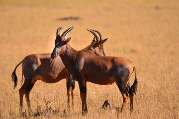 Topi and newborn calf from Masai Mara