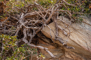 Dry branches of bushes on a petrified tree