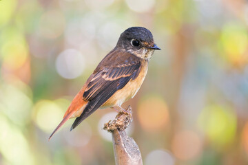 The ferruginous flycatcher (Muscicapa ferruginea) is a species of bird in the family Muscicapidae.

