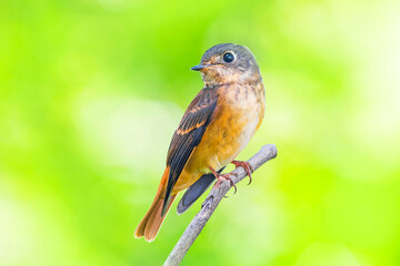 Fototapeta premium The ferruginous flycatcher (Muscicapa ferruginea) is a species of bird in the family Muscicapidae.