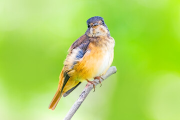 The ferruginous flycatcher (Muscicapa ferruginea) is a species of bird in the family Muscicapidae.

