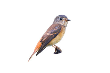 Muscicapa ferruginea (Ferruginous Flycatcher) isolate on white