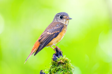 Muscicapa ferruginea (Ferruginous Flycatcher)