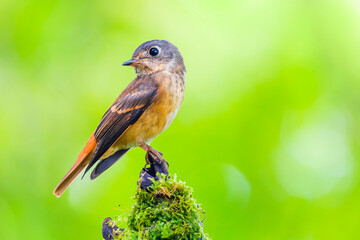 Muscicapa ferruginea (Ferruginous Flycatcher)