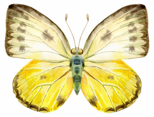 Vector butterfly with brown spots, isolated on white