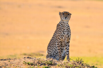African Cheetah From Masai Marah