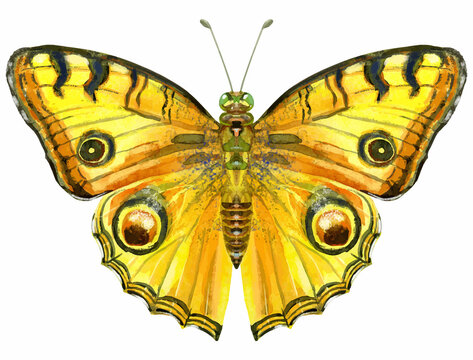 Vector yellow butterfly with black spots, isolated on white