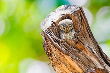The spotted owlet (Athene brama) is a small owl which breeds in tropical Asia from mainland India to Southeast Asia.