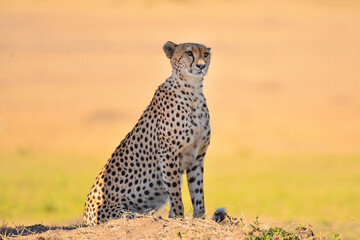 African Cheetah From Masai Marah