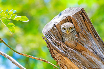 The spotted owlet (Athene brama) is a small owl which breeds in tropical Asia from mainland India...