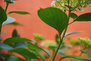 Green stems of hydrangea in orange summer courtyard, dynamic plant composition.