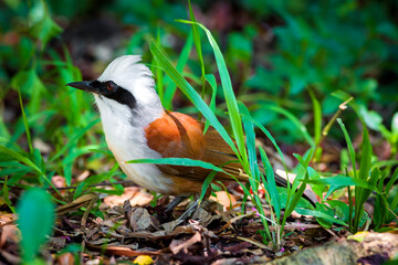 The white-crested laughingthrush (Garrulax leucolophus) is a member of the family Leiothrichidae.