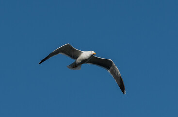Obraz premium Common gull flying with blue background sky summertime