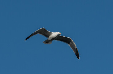 Fototapeta na wymiar Common gull flying with blue background sky summertime
