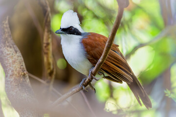 The white-crested laughingthrush (Garrulax leucolophus) is a member of the family Leiothrichidae.