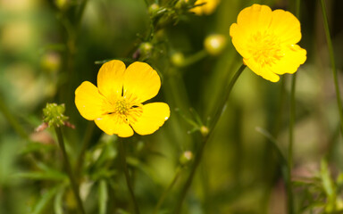 Obraz premium Buttercup creeping meadow flower yellow. bright rich yellow flower. wild plant