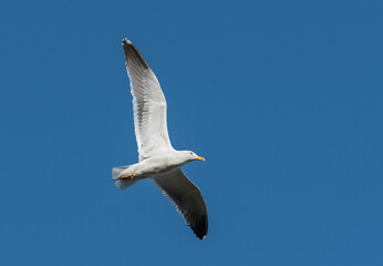 common gull flying with blue background sky summer time