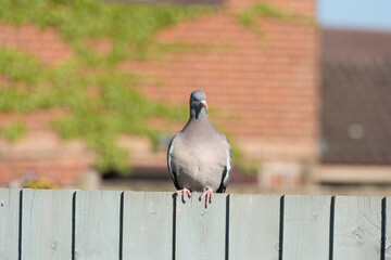pigeon perched on a fence on summers day