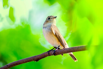 Red-throated Flycatcher (Ficedula albicilla)