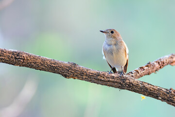 Red-throated Flycatcher (Ficedula albicilla)