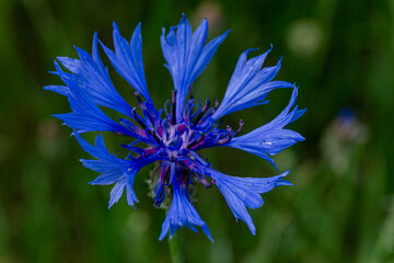 blue flower on green background