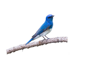 Zappey's flycatcher (Cyanoptila cumatilis) isolate on white