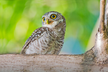 The spotted owlet (Athene brama) is a small owl which breeds in tropical Asia from mainland India to Southeast Asia.
