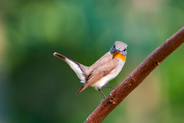 Red-throated Flycatcher (Ficedula albicilla)
