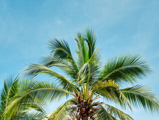 Fototapeta na wymiar Low Angle View of Coconut Tree Against Blue Sky in Summer