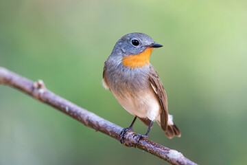 Red-throated Flycatcher (Ficedula albicilla)