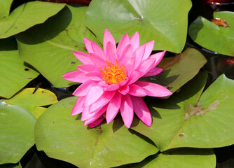 Closep of the pink water lily flower and leaves floating on the surface of the water