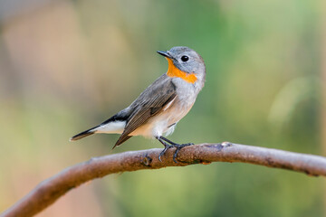 Red-throated Flycatcher (Ficedula albicilla)