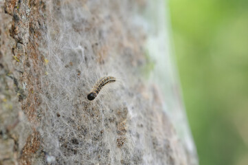 oak processionary close up with nest and urticating hairs in the background 
