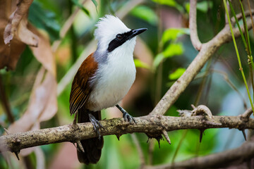 The white-crested laughingthrush (Garrulax leucolophus) is a member of the family Leiothrichidae.