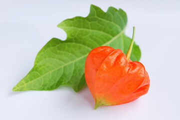 Chinese lantern plant on white background