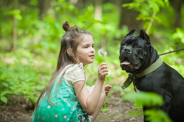 A young girl and her cane-Corso dog are relaxing in the forest and playing with a dandelion