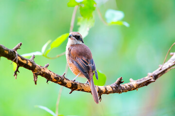 The brown shrike (Lanius cristatus) is a bird in the shrike family that is found mainly in Asia.