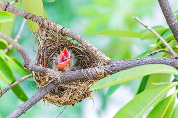 Baby bird of Black-naped oriole (Oriolus chinensis) in the by nest © tanoochai