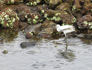 Egret