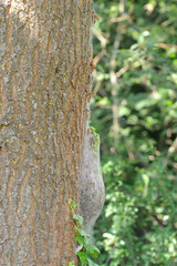 oak processionary nest at oak with pupated caterpillars