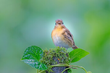 The hill blue flycatcher (Cyornis banyumas) is a species of bird in the family Muscicapidae.