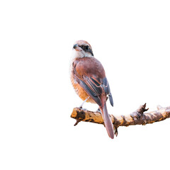 The brown shrike (Lanius cristatus) isolate on white