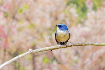 Obraz premium slaty-blue flycatcher (Ficedula tricolor)